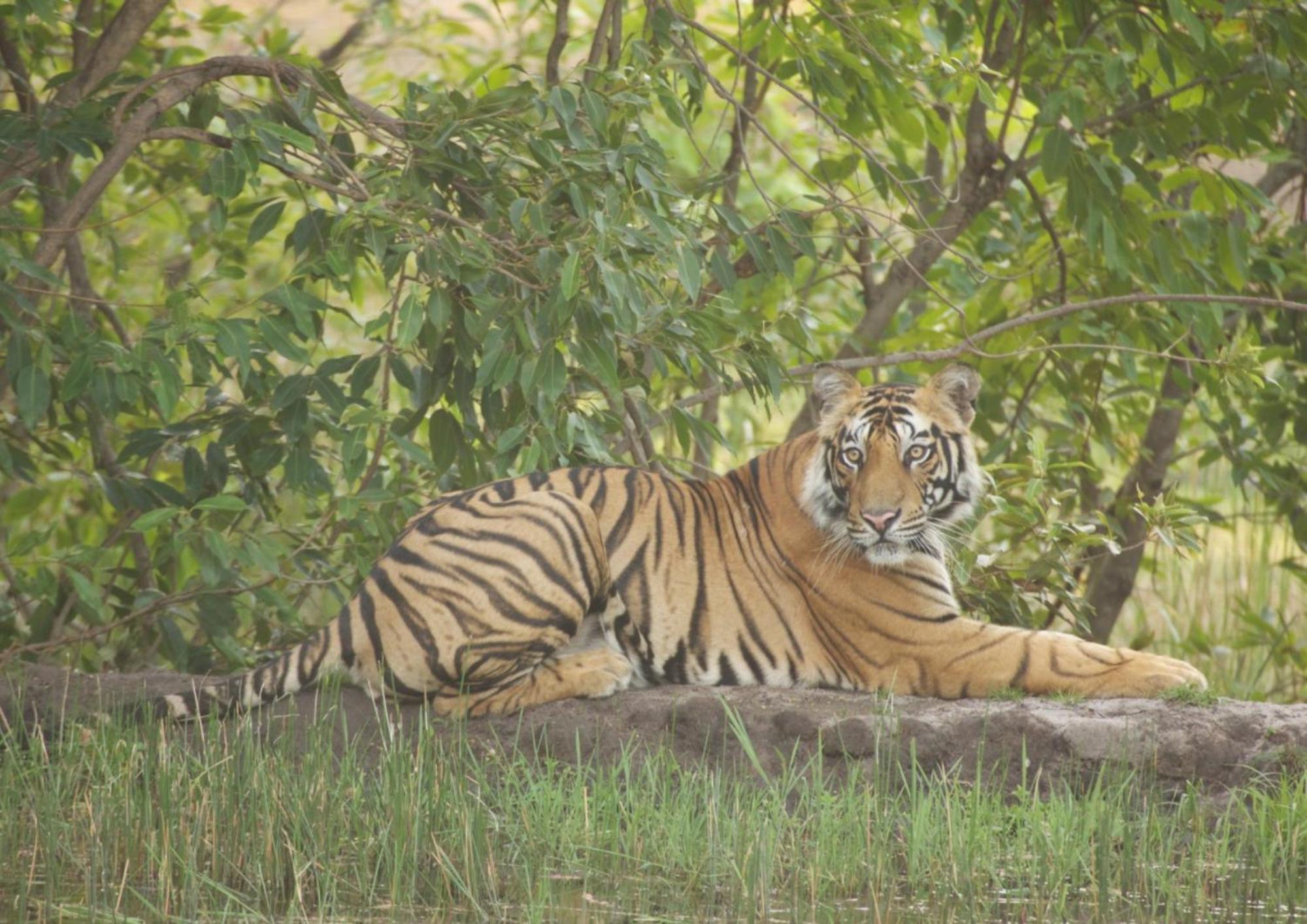 Tiger Tops Karnali Lodge Bardiya Exterior foto