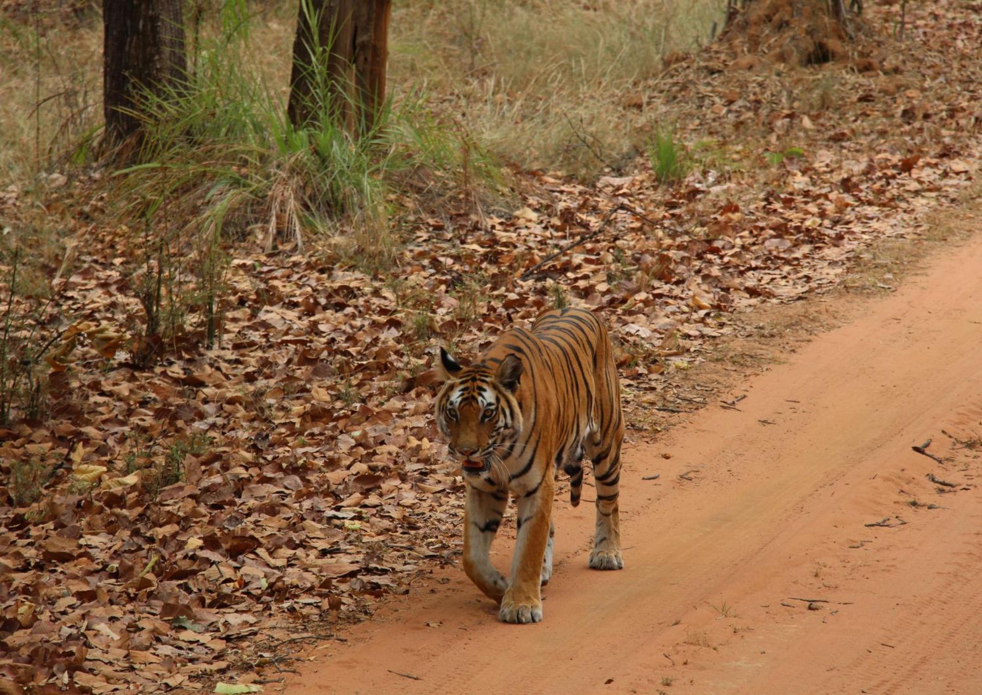 Tiger Tops Karnali Lodge Bardiya Exterior foto