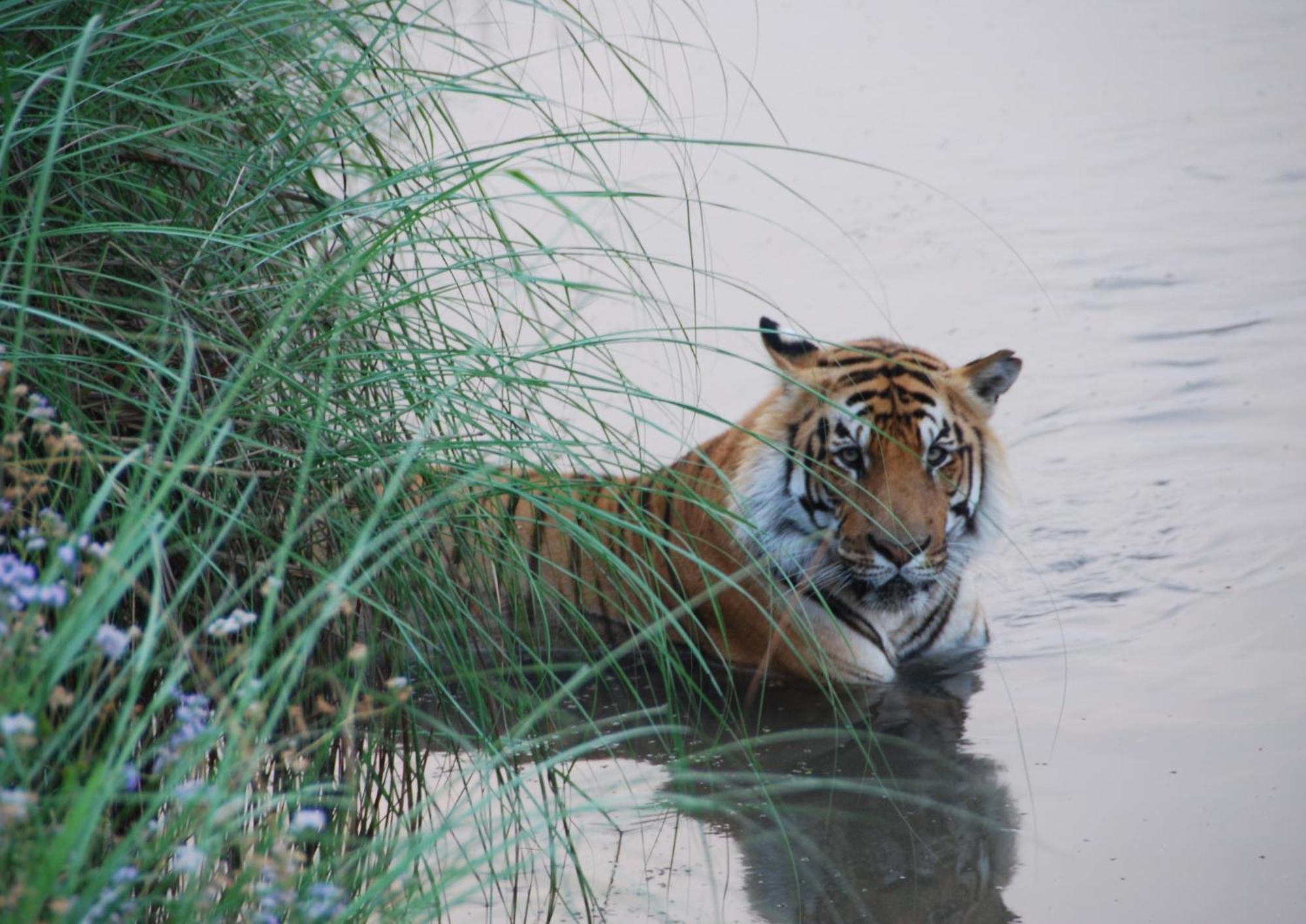 Tiger Tops Karnali Lodge Bardiya Exterior foto