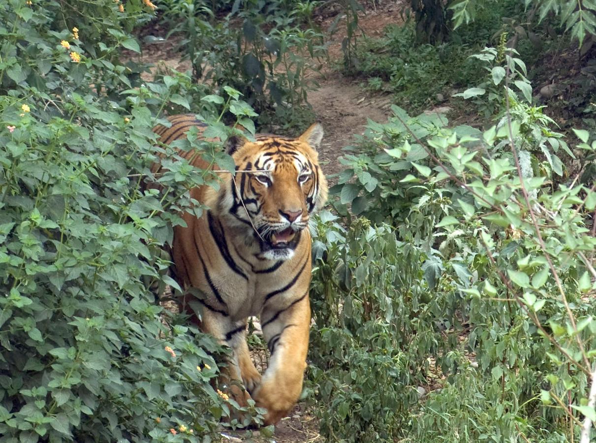 Tiger Tops Karnali Lodge Bardiya Exterior foto