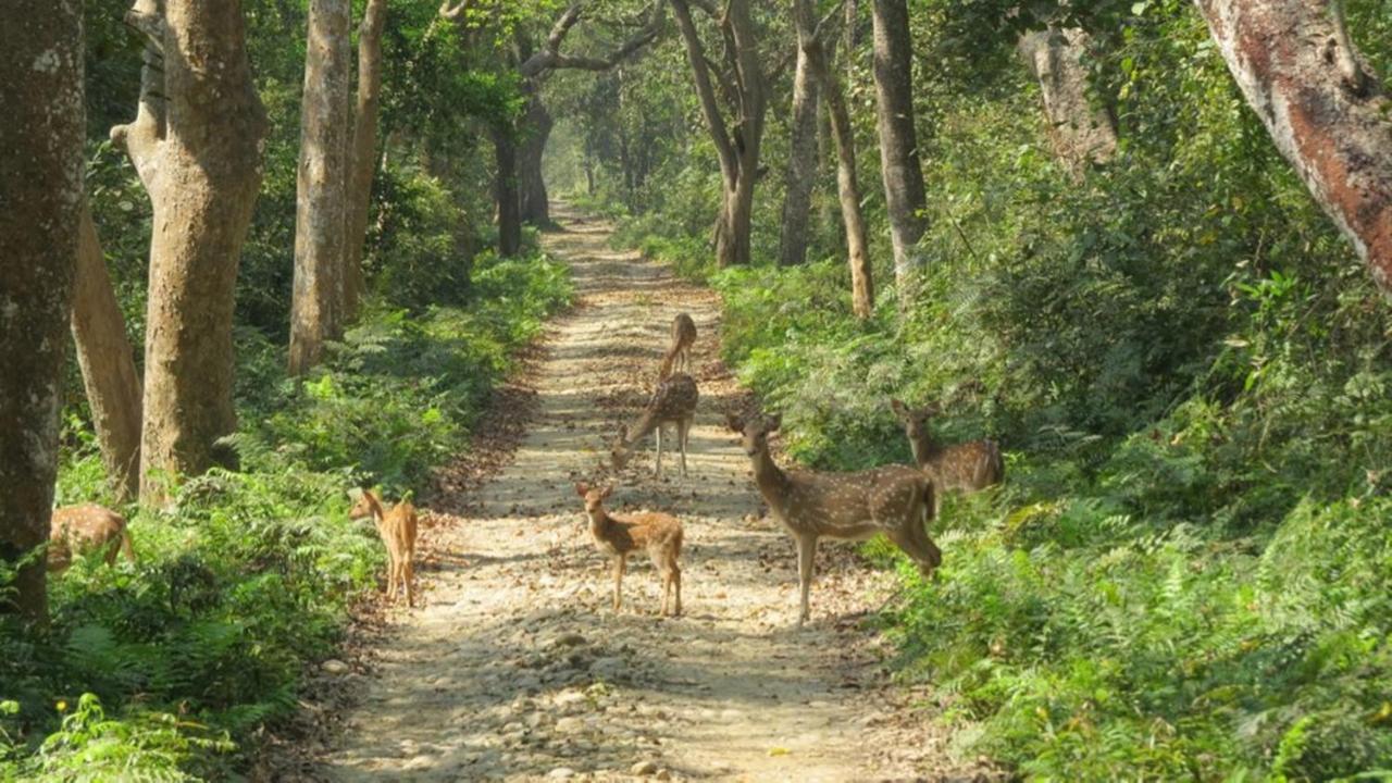 Tiger Tops Karnali Lodge Bardiya Exterior foto